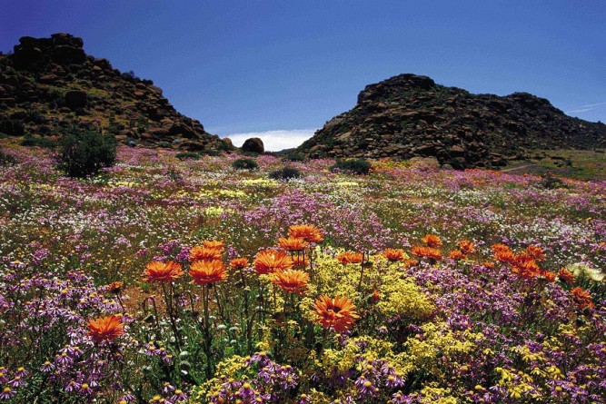 Carpets of spring flowers in Namaqualand.