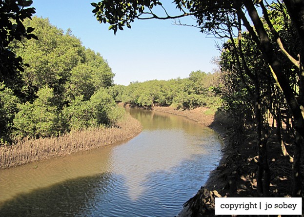River in Beachwood Mangroves Nature Reserve