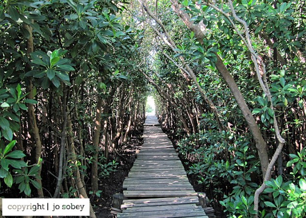 Walking through the mangrove forest at Beachwood Mangroves Nature Reserve