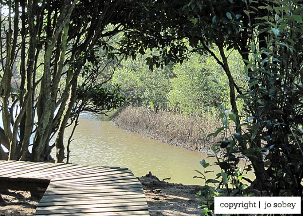 Boardwalk through the mangroves at Beachwood Mangroves Nature Reserve