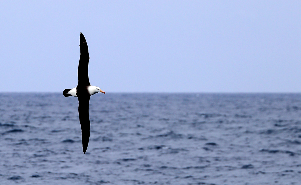 A black-browed albatross shows off its aerial skills. Photo by Brandon de Kock