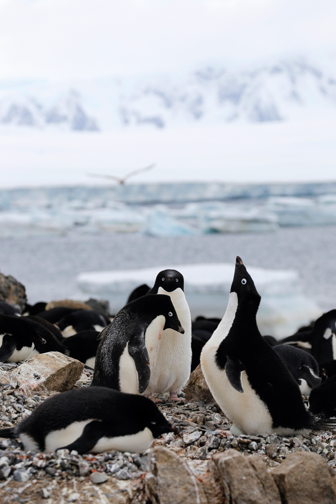 Penguins, Antarctica, Brandon de Kock, AdÃ©lie penguins