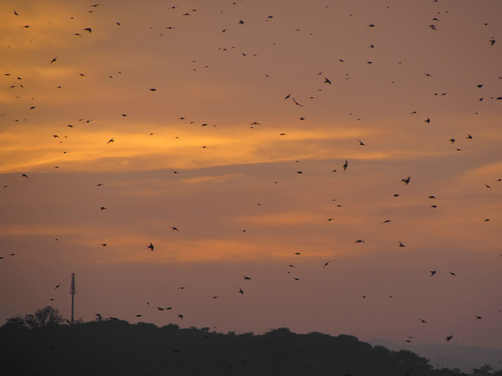 Dotting the sunset skies, the barn swallows catching their dinner before bedtime. Photo by Kelly Robertson.