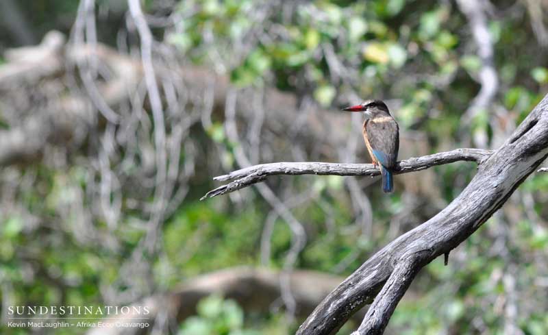 Brown-hooded kingfisher.
