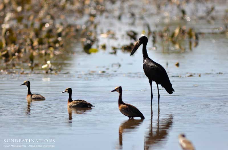 Whistling ducks and an African open bill.