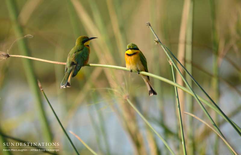 Little bee-eaters.