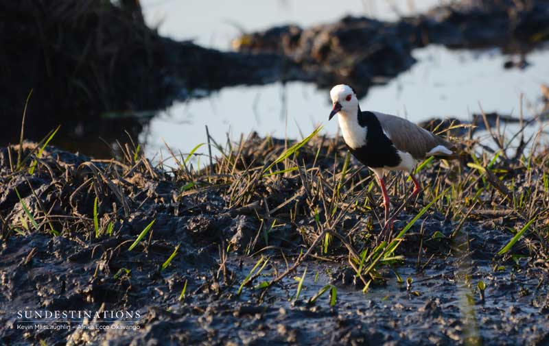 Here, a long-toed lapwing patrols the swamp-like riverbank; its striking colours depicting a photogenic contrast.