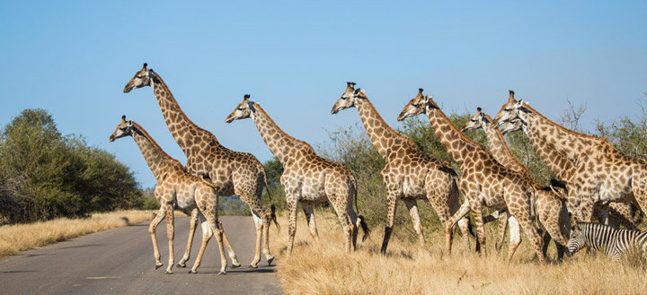 A family of giraffe