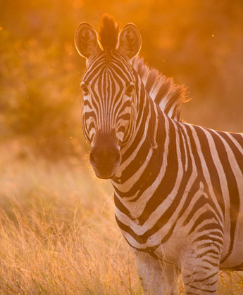 Zebras are abundant