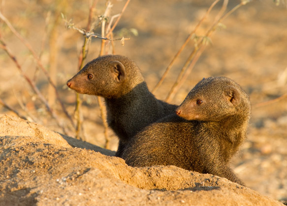 Look out for dwarf mongooses