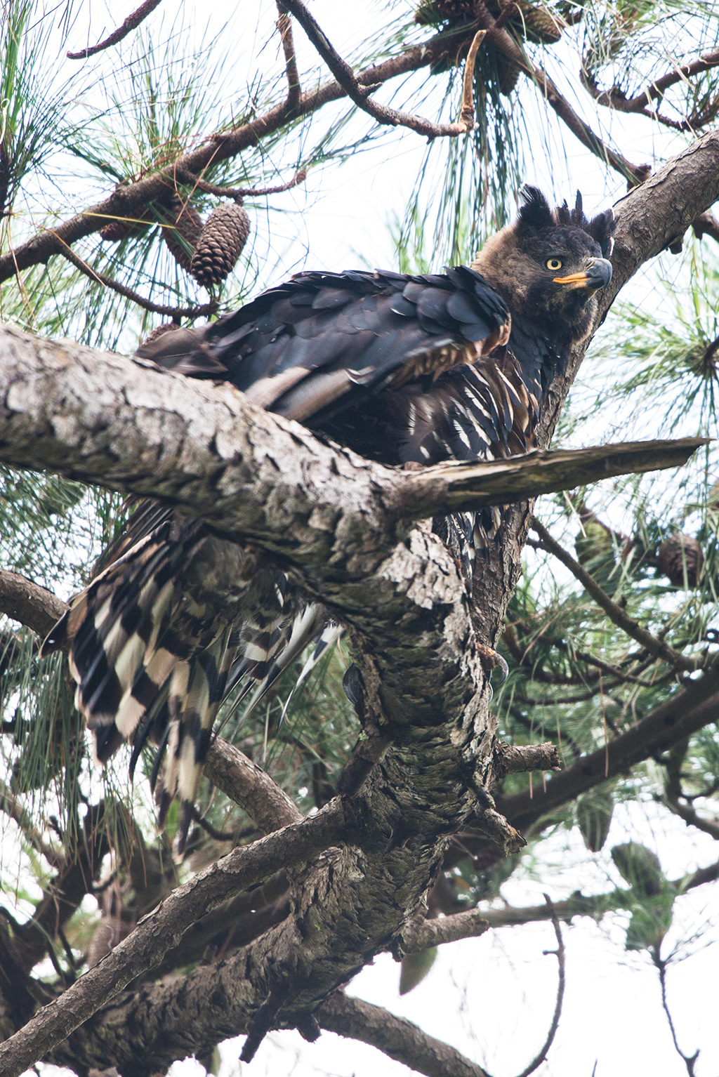 You wonâ€™t find crowned eagles living so close to humans anywhere else in the country. Photo by Tyson Jopson. 