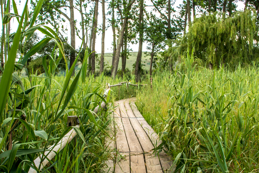 A long boardwalk leads toward three different bird hides along the Wakkerstroom wetland.