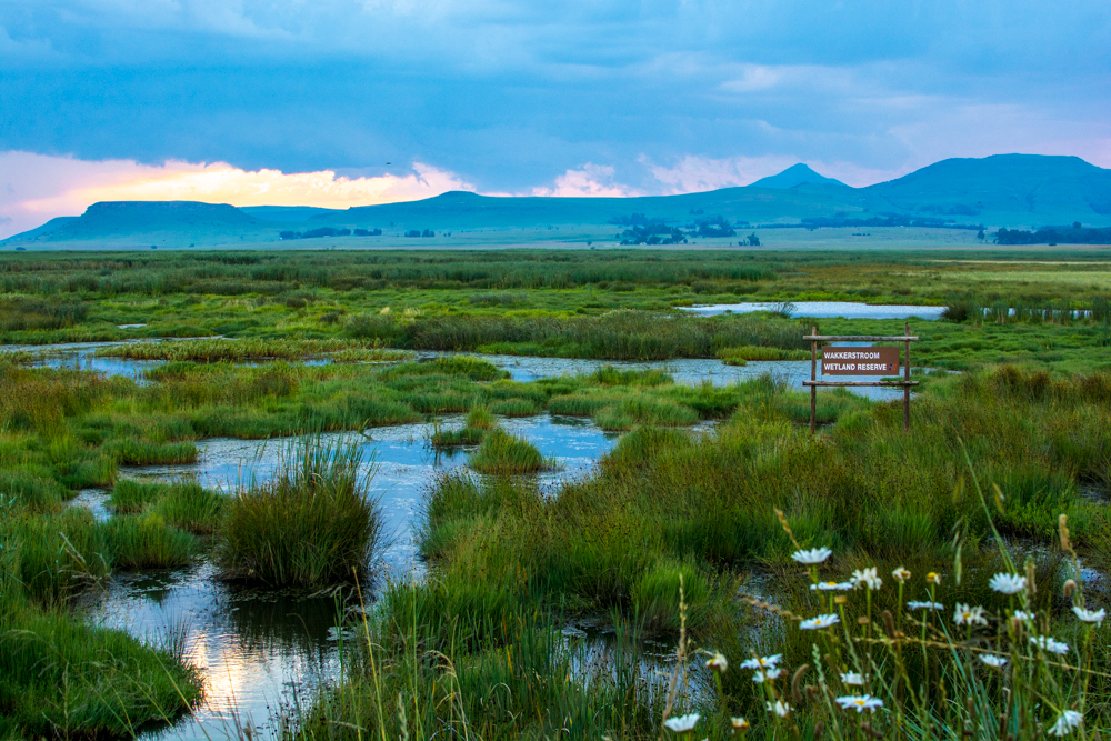 The Wakkerstroom wetland at sunset.