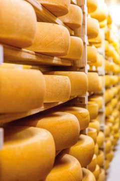 Klein River Cheese farm, Stanford, December 2014, cheese