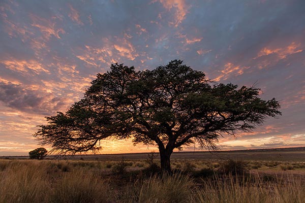 Acacias at Mabuasehube can provide the only shade for hundreds of kilometres. Photo by Scott Ramsay.