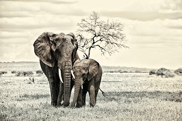 The relationship between a mother elephant and her offspring is protective, reassuring and comforting. Mothers and other family members caress the young in many different ways, by wrapping a trunk over the calfâ€™s back leg or back or just sidling up to them, rumbling gently.