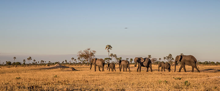 A breeding herd crosses the ilala palm-dotted plains after an afternoon drink