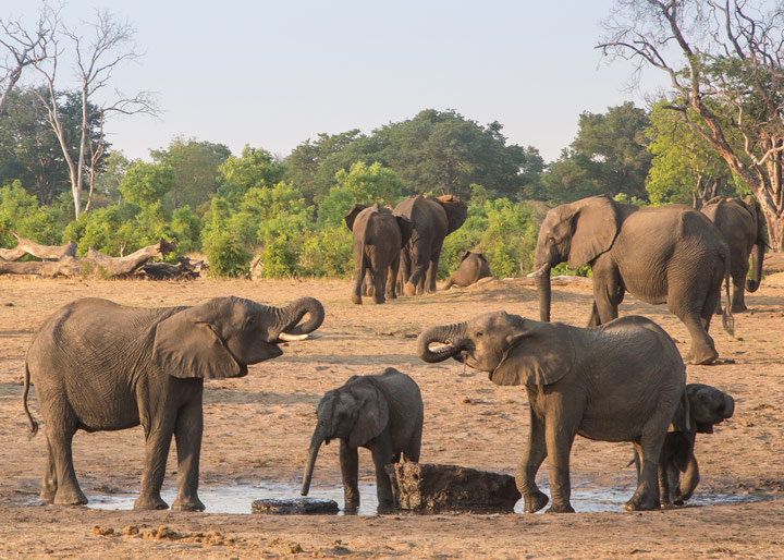 Elephants drinking at Broken Rifle Pan in Hwange National Park. Image by Chris Davies.