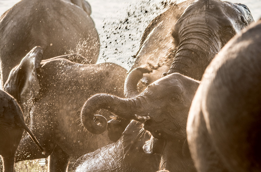 Elephants are a common sight in the Chobe National Park.