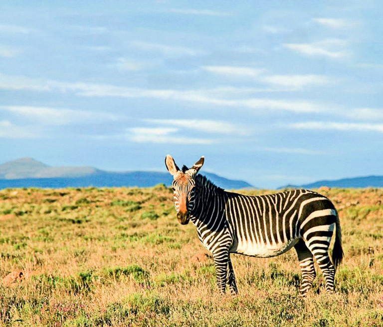 Zebra at Bakana Mountain Hut. Photo by Debbie Cooper. 