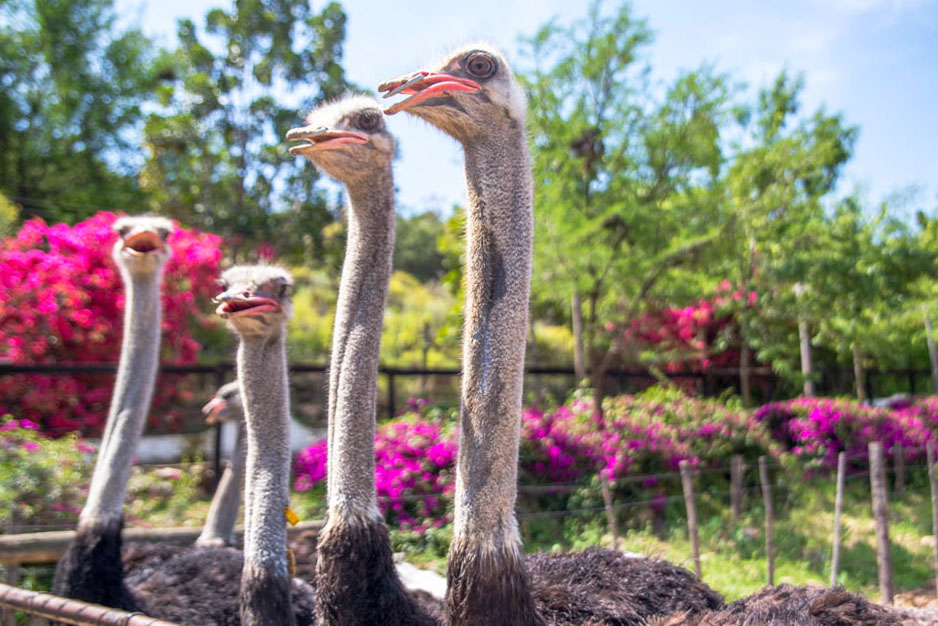 Just look at these birds. Did you know that the flightless ostrich has three stomachs? Photo by Vuyi Qubeka 
