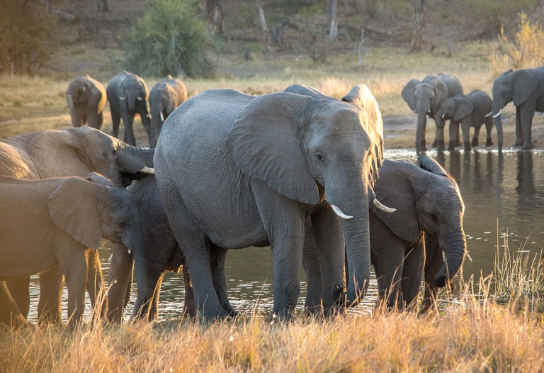 Elephants near Nambwa Tented Lodge.