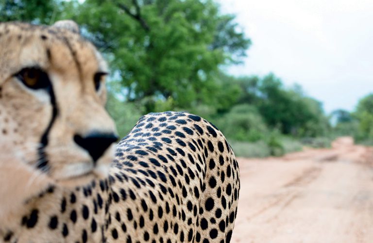 A sleek, elegant male cheetah strolls casually along a lowveld road, scanning for prey. Photo by Richard Mckibbin.