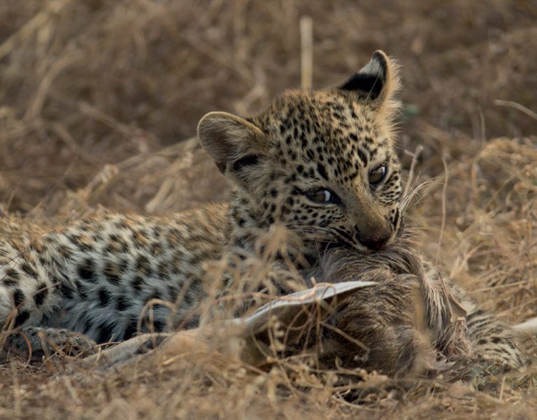 Leopards mainly eat small-to-medium prety (15-40kgs) and that's what makes Kruger so great for spotting them. Here a young leopard cub finishes the last of a duiker head. Photo by Alexander Braczkowski.