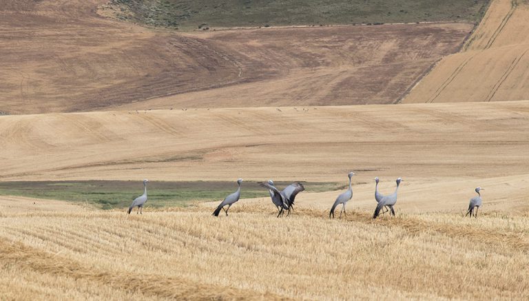 The blue crane is currently listed as vulnerable, but the Overberg Crane Group works hard to protect them.
