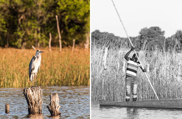 Left: A grey heron takes in the sun.  Right: fishermen in mekoro in the reed-lined Thamalakane River. Photo by Tyson Jopson. 
