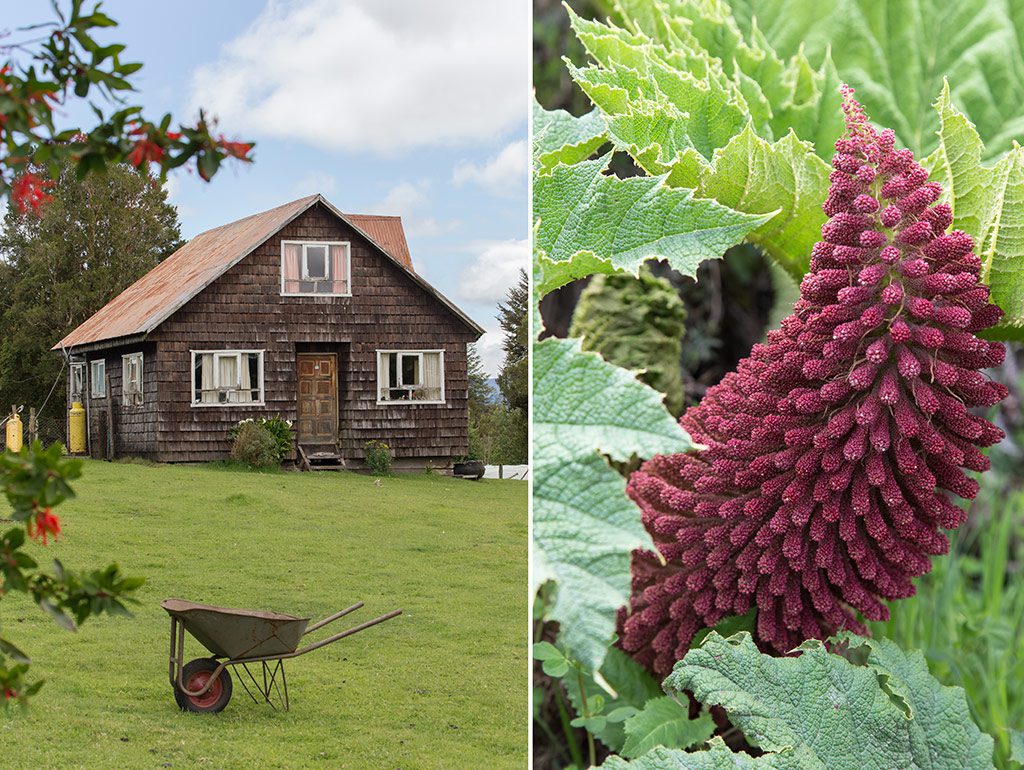 LEFT: Esfuerzo farm, 15km from Chonchi, sells hand-made products from local wool. RIGHT: Nalka leaves are used to prepare one of Chiloe's most important feast-day meals: curanto.
