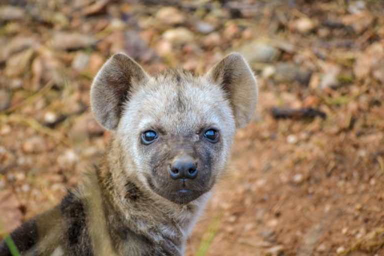 More puppy than scavenger this young hyena made our morning. 