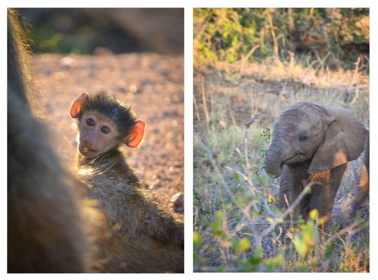 Kruger National Park - Camping North to South - Madeleine van Heerden-Baby Animals