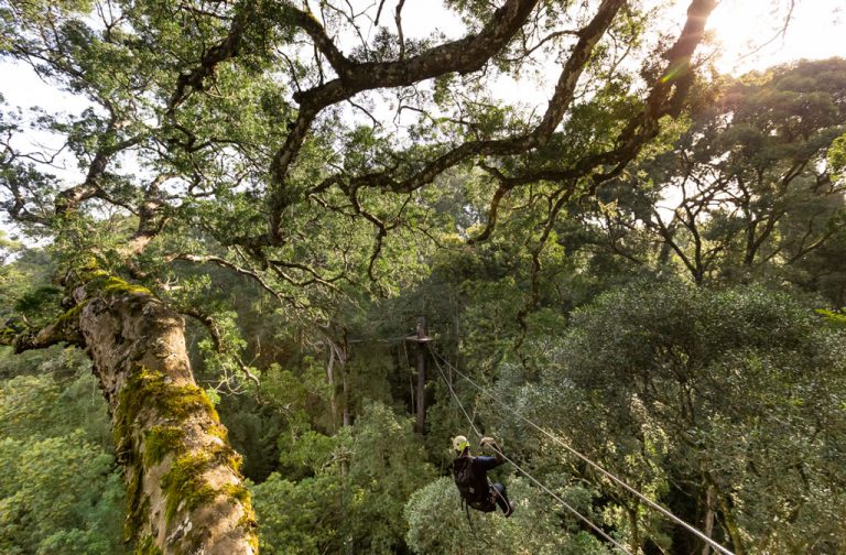 Zipping through the trees with Tsitsikamma Canopy Tours.