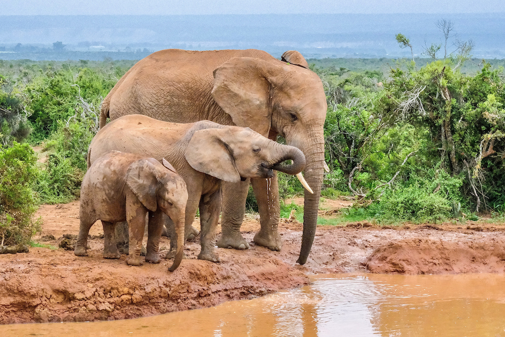 Sights to see in the Eastern Cape
