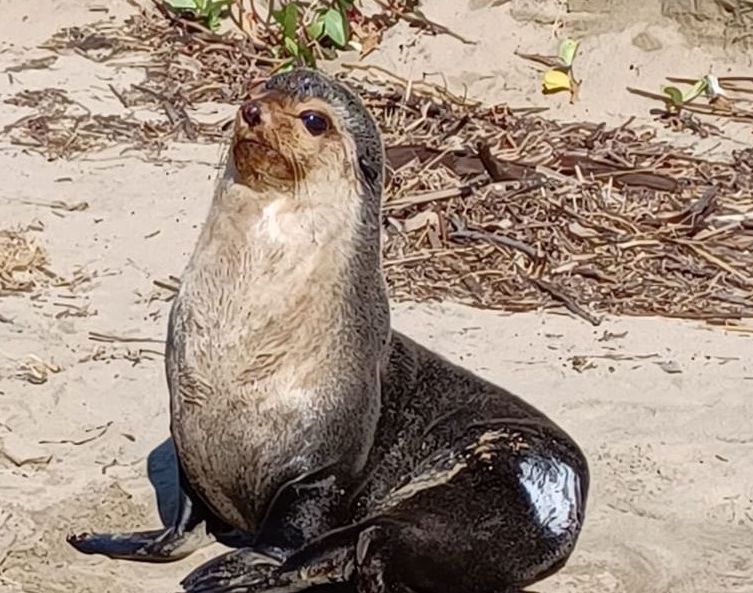 SAAMBR rescues a stranded fur seal on Treasure Beach, KZN