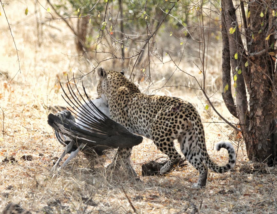 Untold stories of the Zambezi a leopard’s unusual prey Getaway Magazine