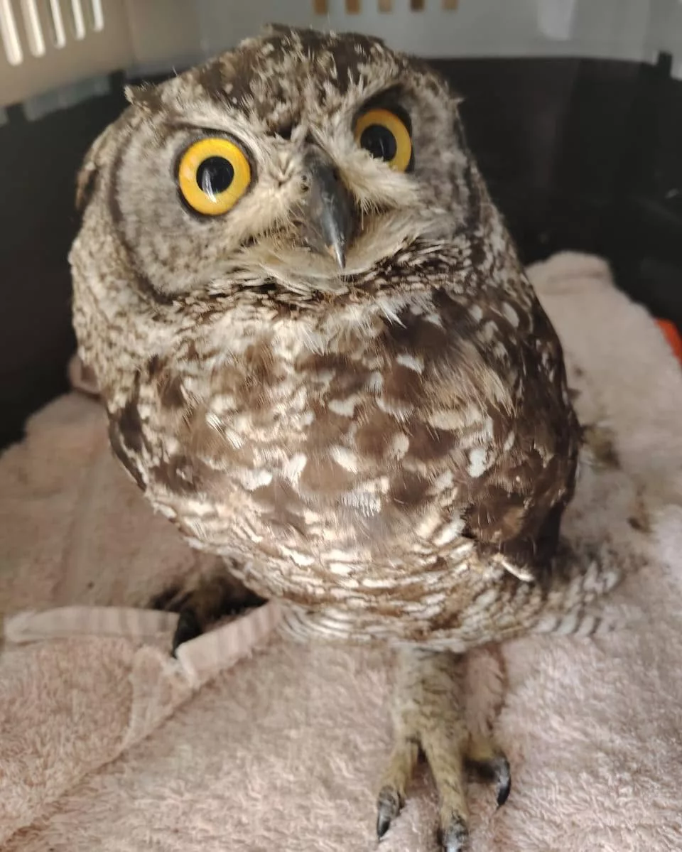 The Owl Orphanage to close after eight years of wildlife rescue