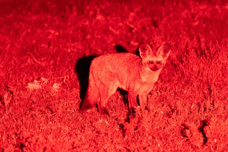 South Africa’s best places to spot elusive wildlife