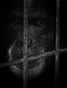 Caged by Michelle Slater