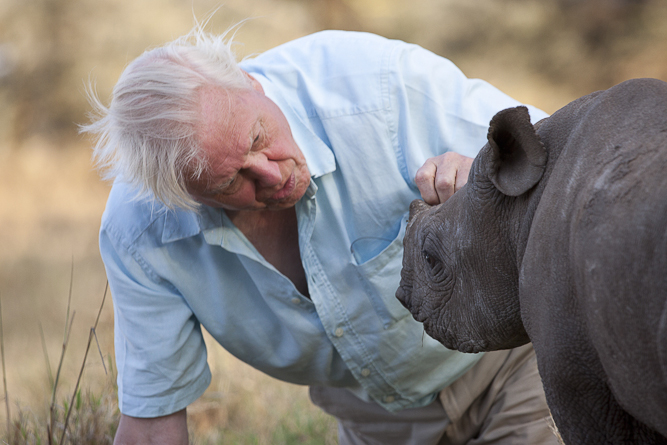 David Attenborough meets a three month old blind black rhino ©BBC