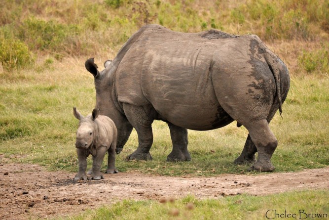 Kariega rhino with baby March