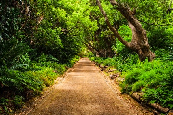 Kirstenbosch Garden voted TripAdvisor's 'Best of the Best' 