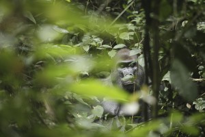 A western lowland gorilla seen through thick vegetation in west Africa. Jamie McPherson