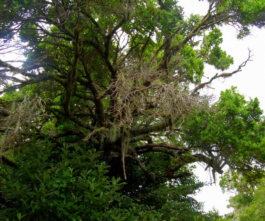 Platbos indigenous forest, Gansbaai