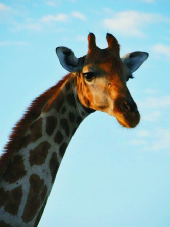 Giraffe WESSA