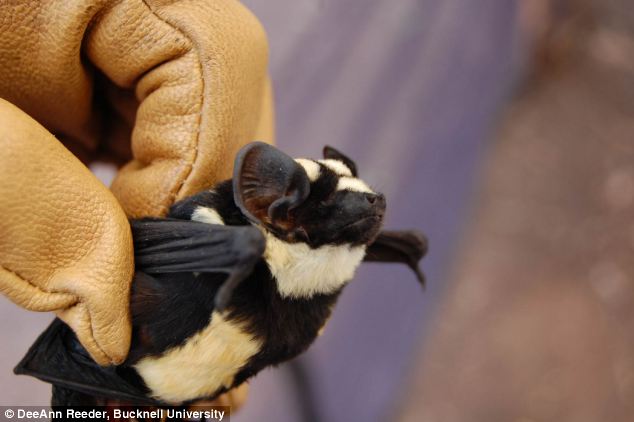 DeeAnn-Reeder-panda-bat new discovery South Sudan