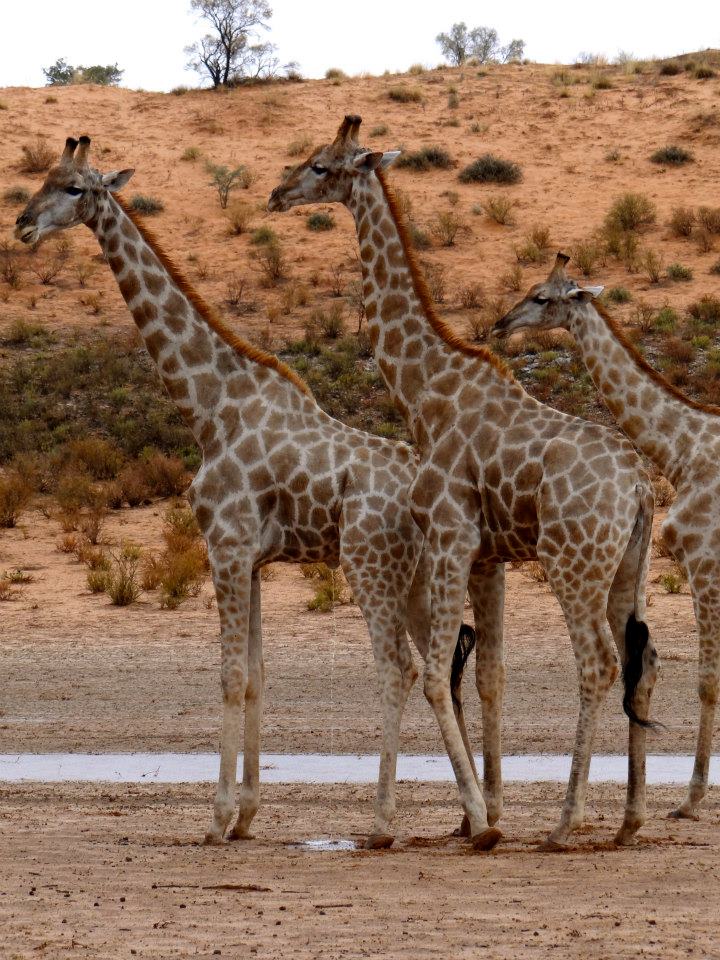 Giraffe, Kgalagadi Transfrontier Park