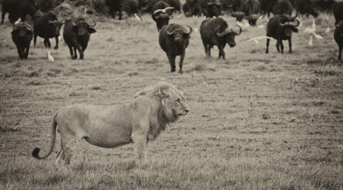 Lion vs Buffalo Sepia Series, Seyms Brugger