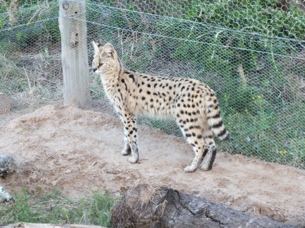 Male serval Kariega Game Reserve
